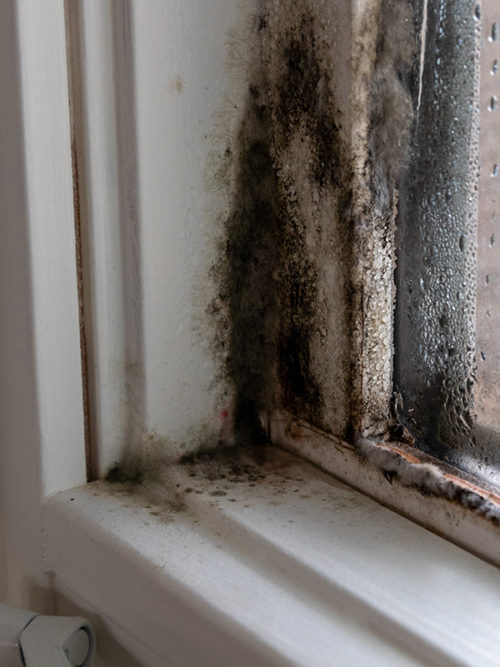 mold inspection services